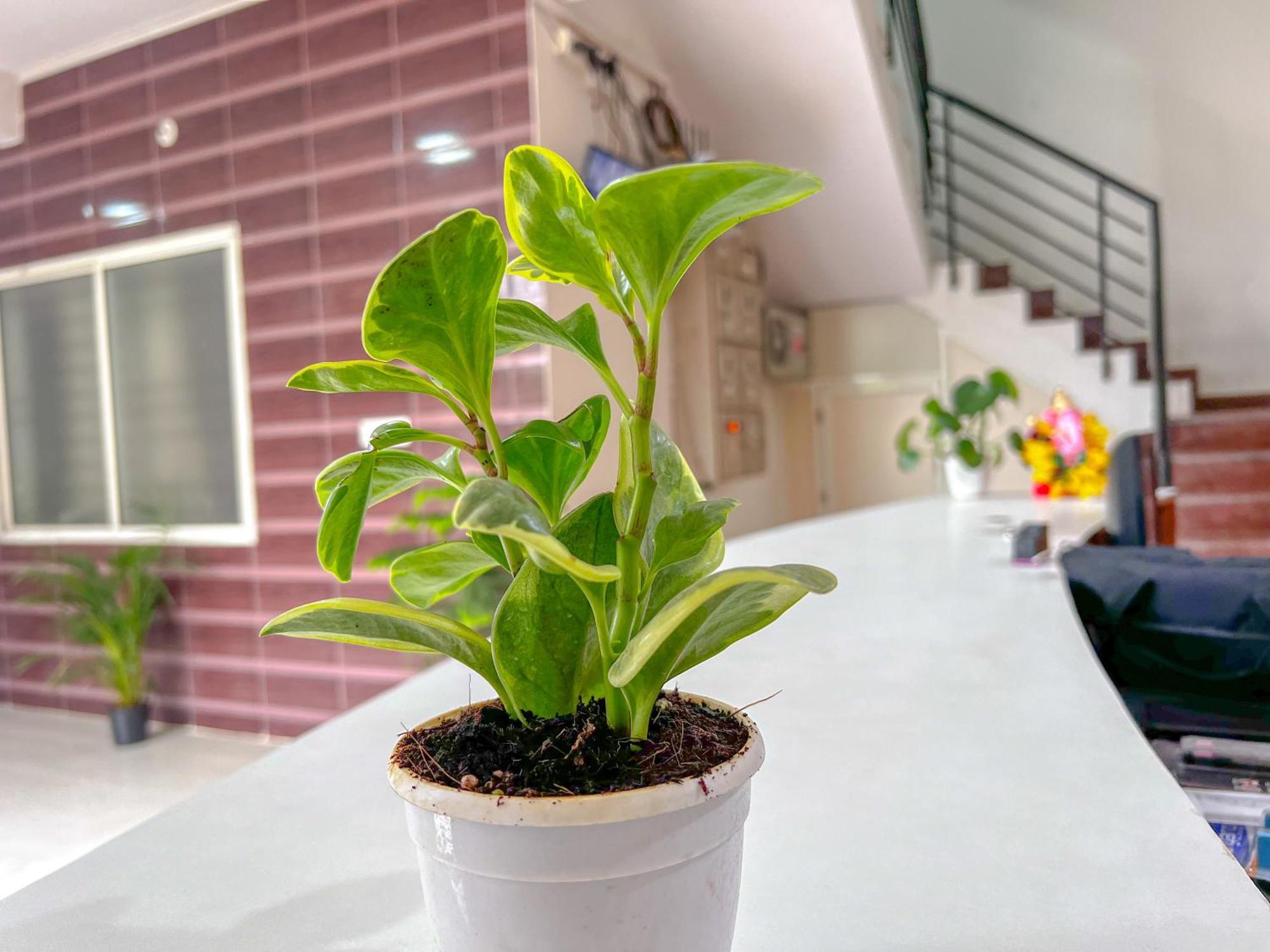 Hotel Elite By Agira Hotels-Free Airport Pickup Or Drop Yelahanka Екстер'єр фото